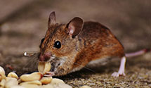 24 Hour & Emergency Exterminators in Jxn, MS